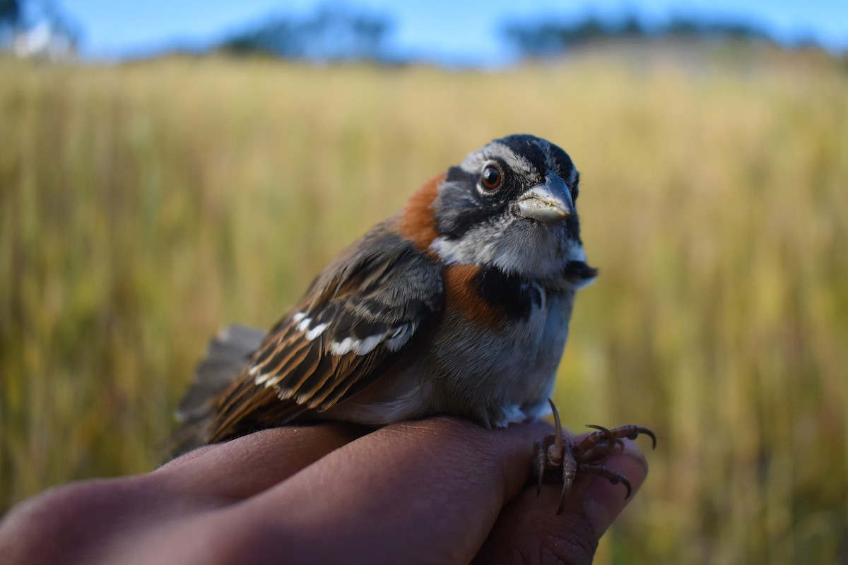 Rufous-collared Sparrow - Ricardo Carrillo