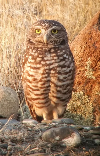Burrowing Owl - ML483719831