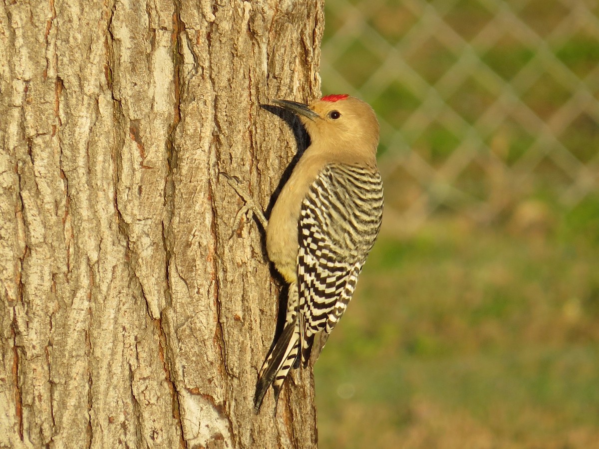 Gila Woodpecker - ML48371991
