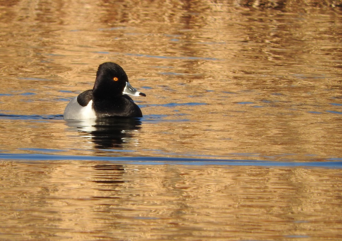 Ring-necked Duck - Connie Misket