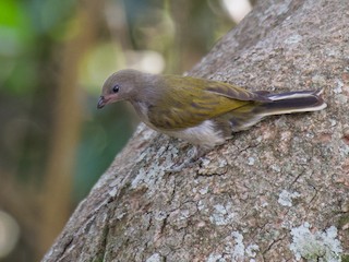 Lesser Honeyguide - Indicator minor - Birds of the World