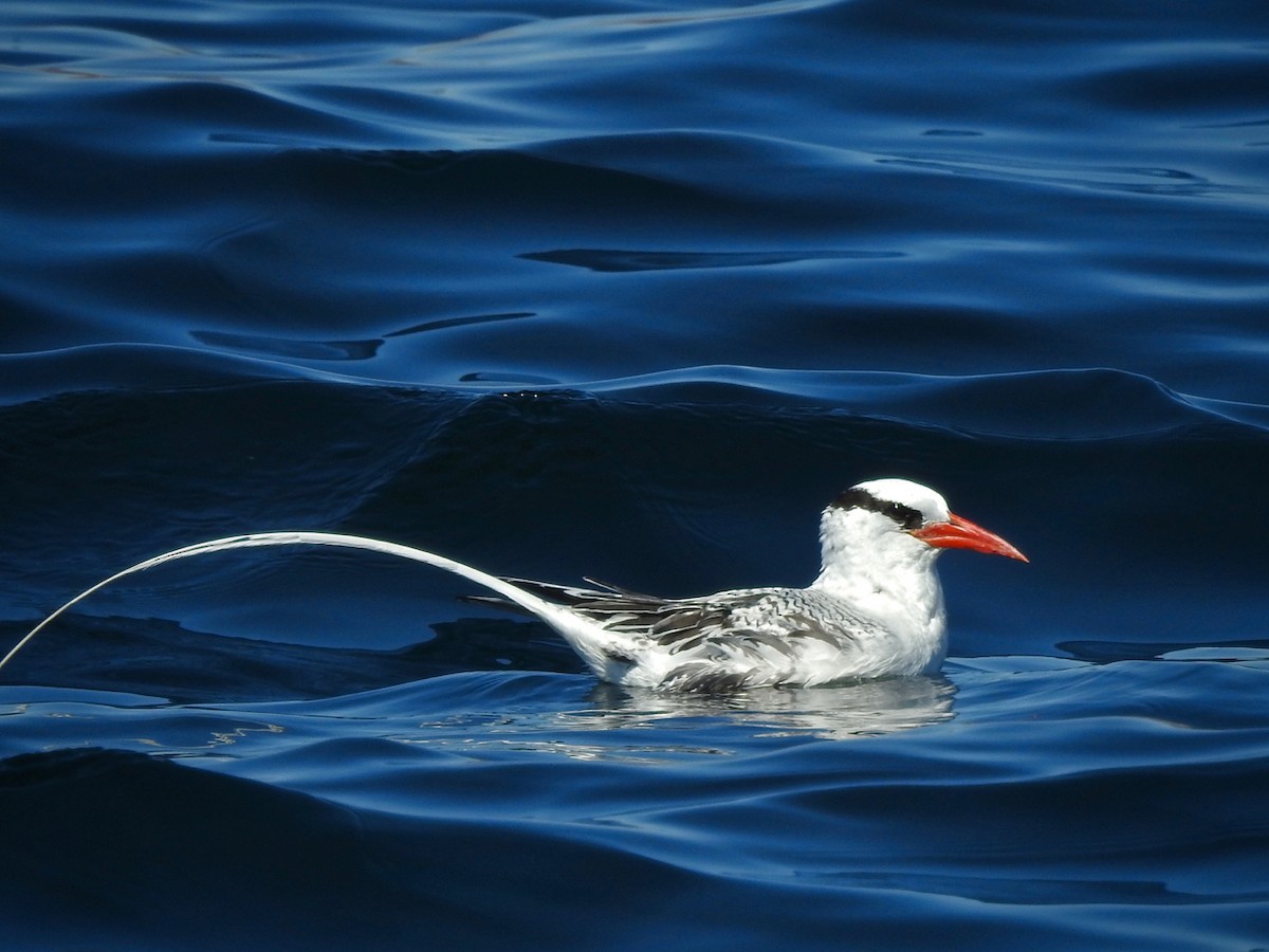 Red-billed Tropicbird - Curtis Smith