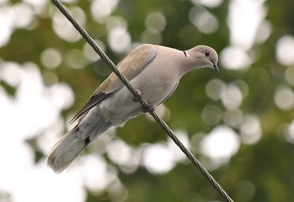 Eurasian Collared-Dove - Gord Gadsden