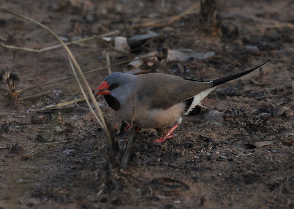 Long-tailed Finch - Peter Sawyer