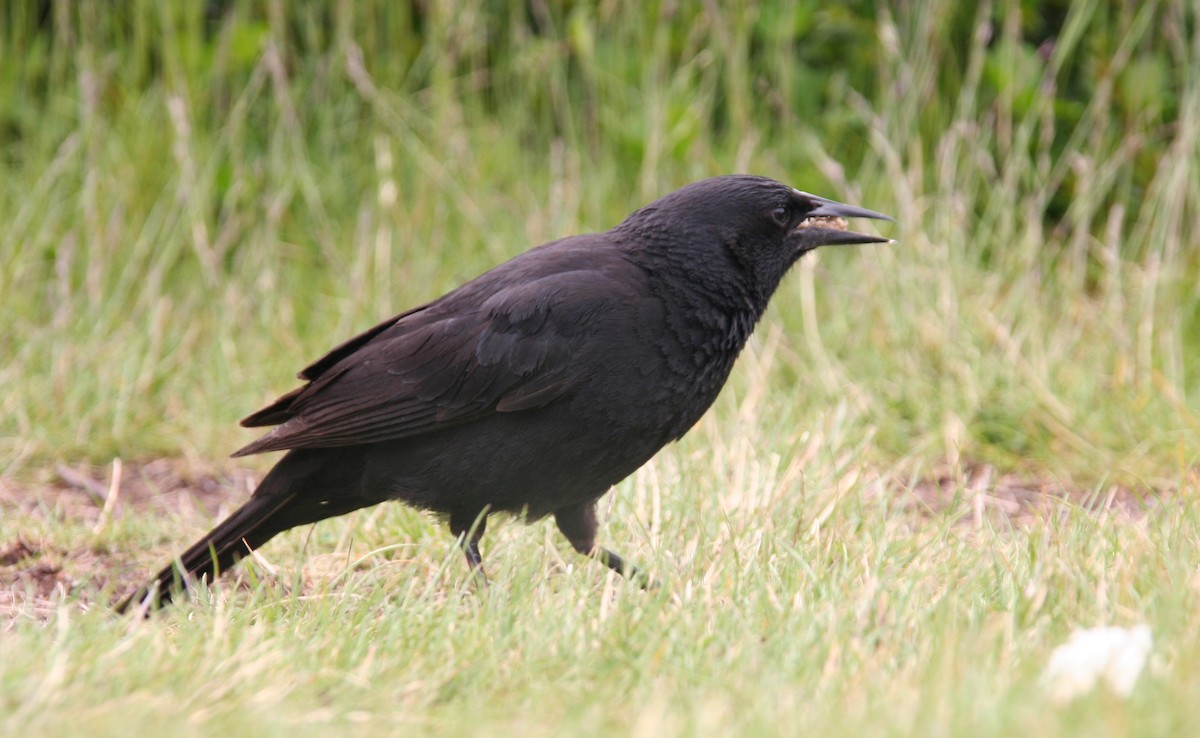 Austral Blackbird - Hans-Jürgen Kühnel