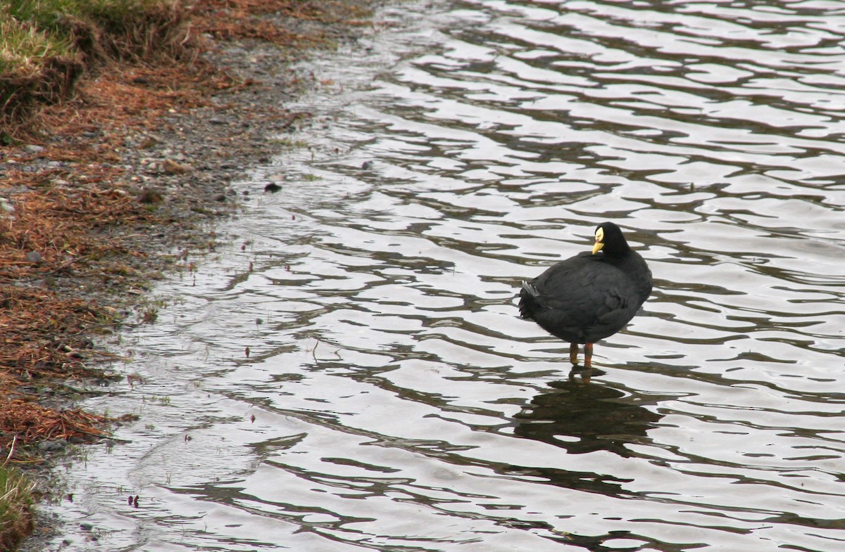 White-winged Coot - ML483738061