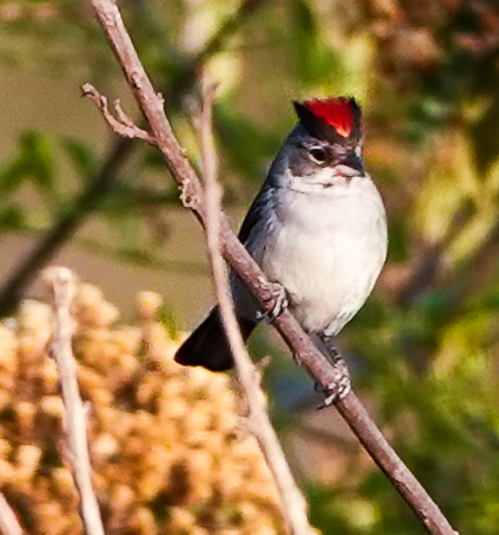 Pileated Finch - ML483739151