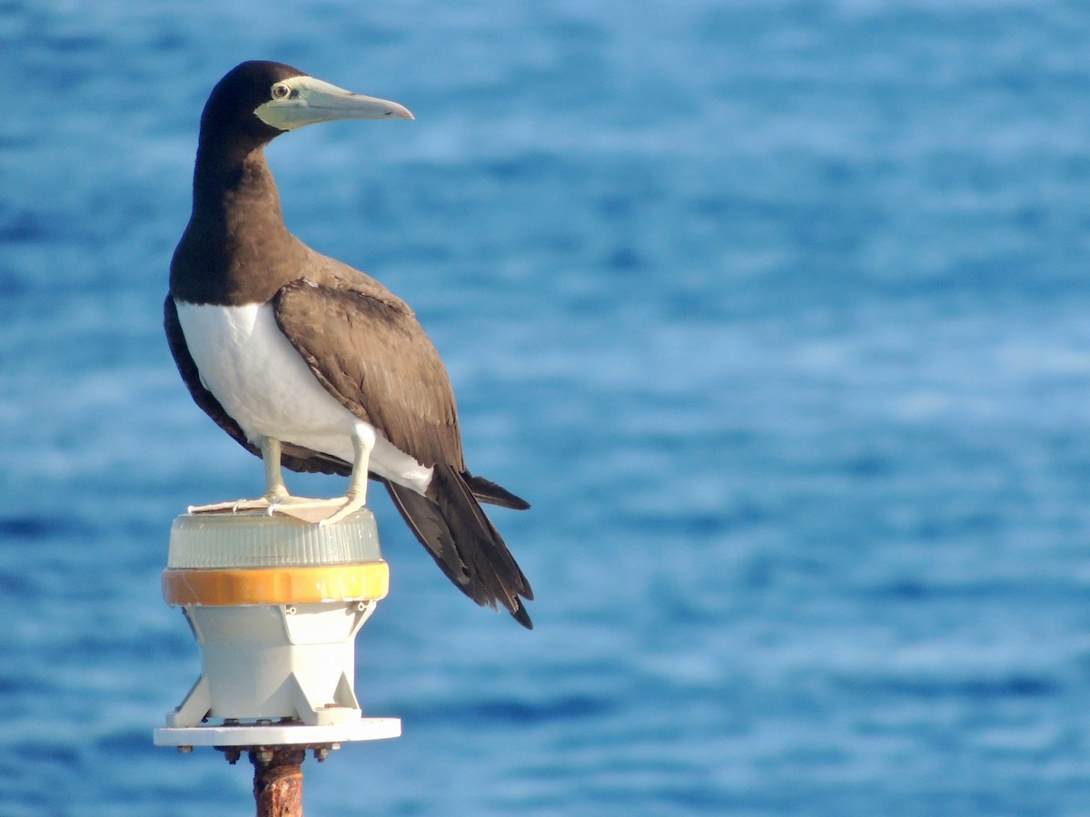 Brown Booby - ML483740001