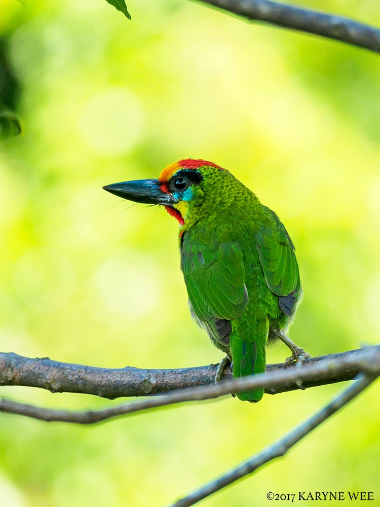 Red-throated Barbet - ML48374151