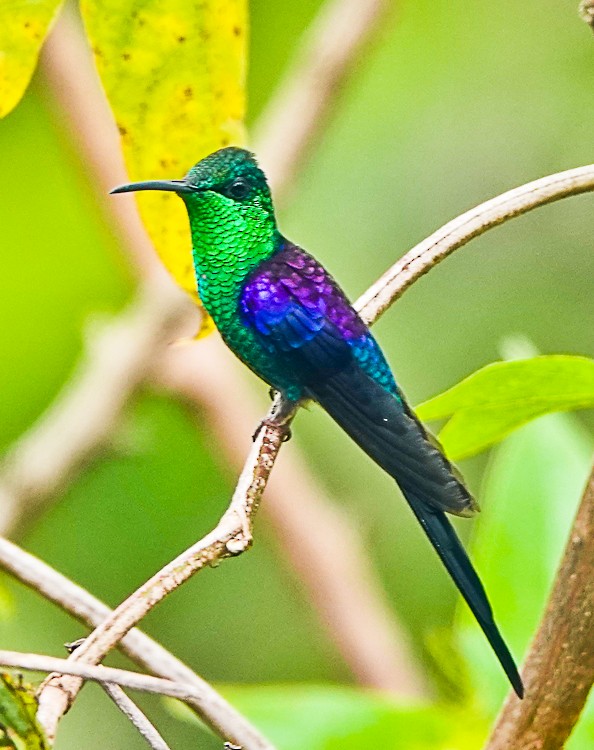 kolibřík pralesní - ML483741691