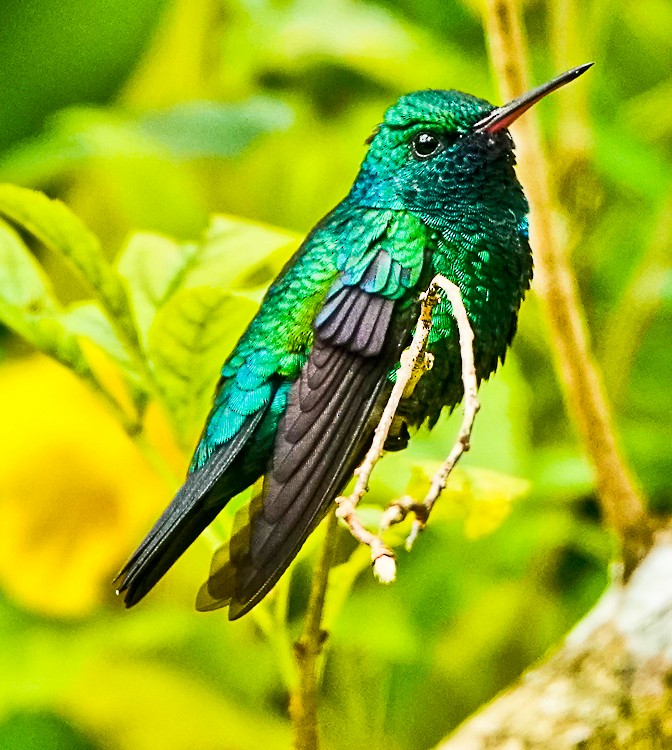 kolibřík modrobradý - ML483741841