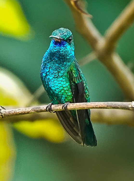 kolibřík modrobradý - ML483741851