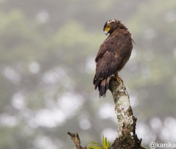 Crested Serpent-Eagle - ML483742811