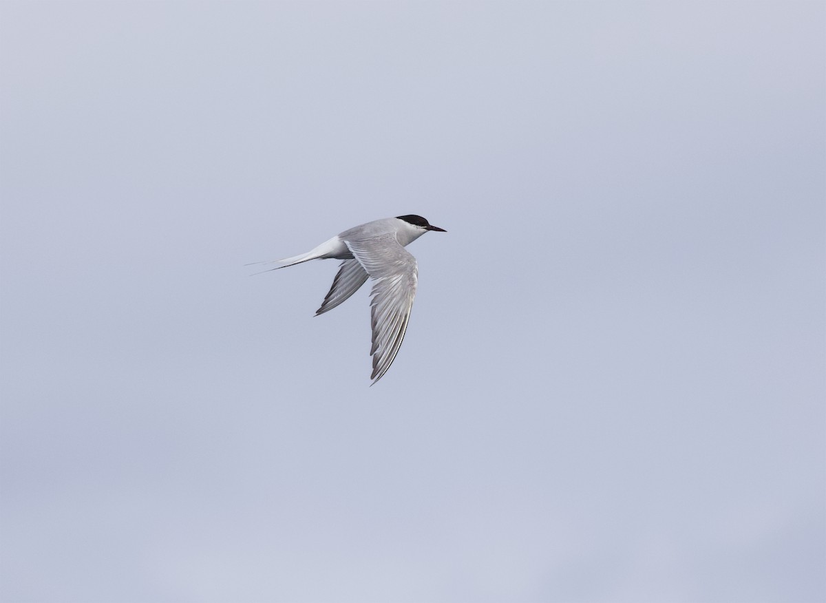 Arctic Tern - Gus Daly