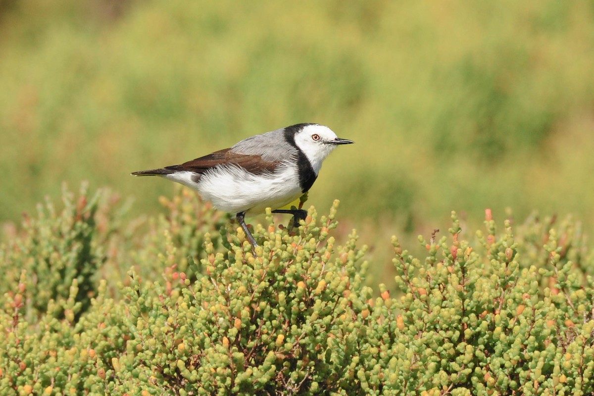 White-fronted Chat - ML483752881