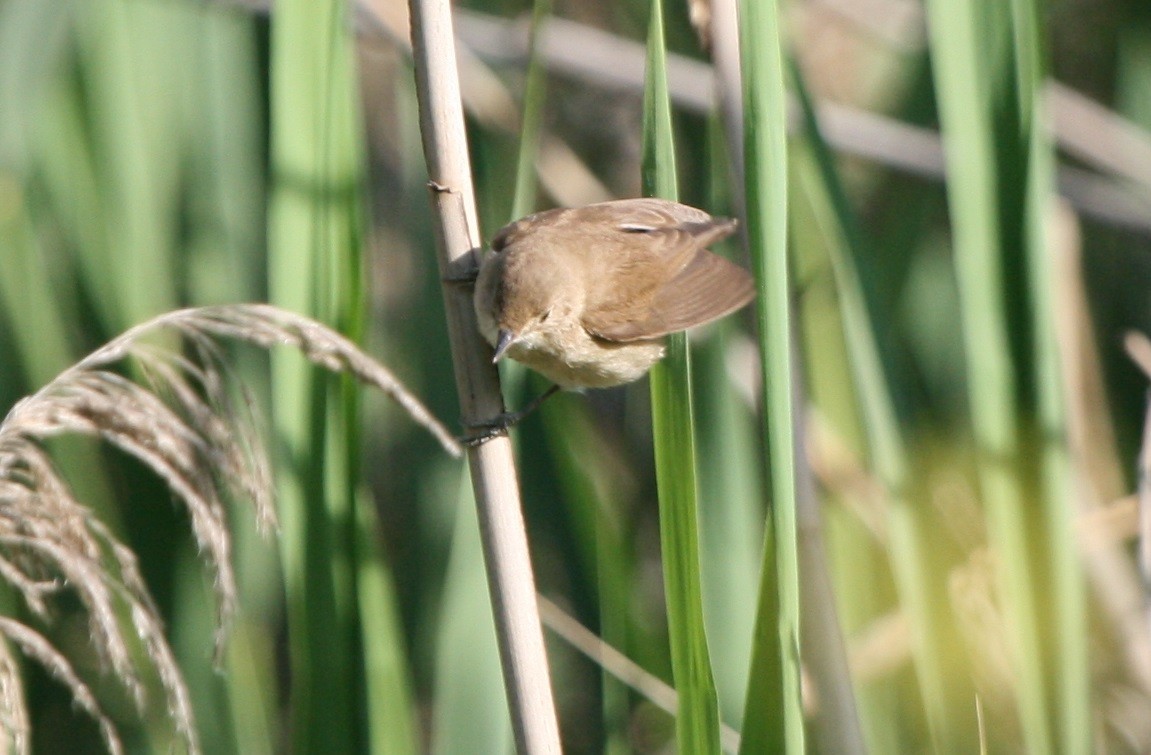 Common Reed Warbler - Bruce Jones