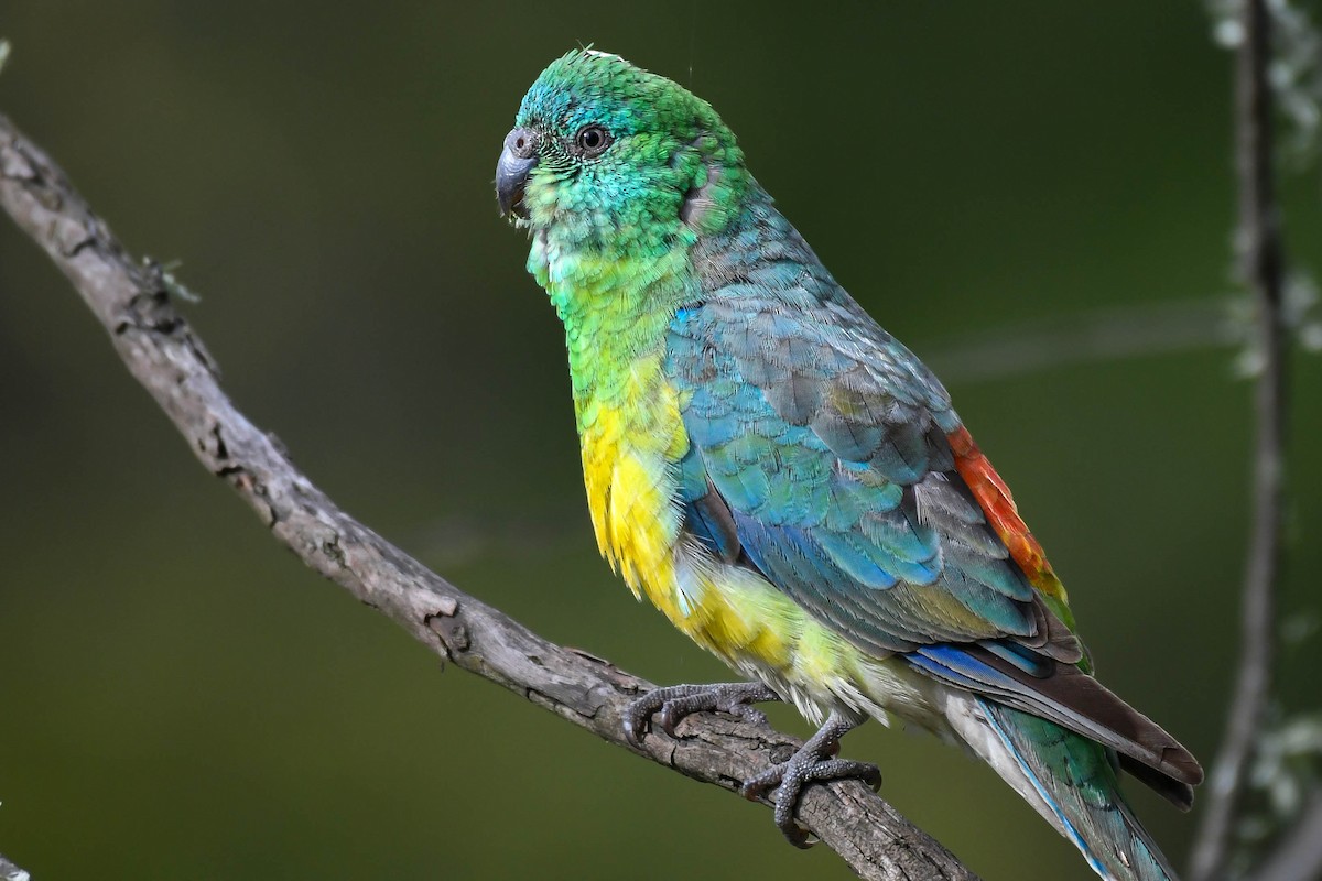 Red-rumped Parrot - ML483758431