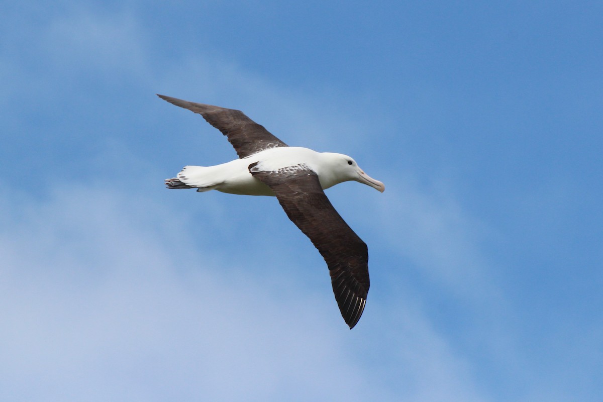 Northern Royal Albatross - David Damgaard Dysager