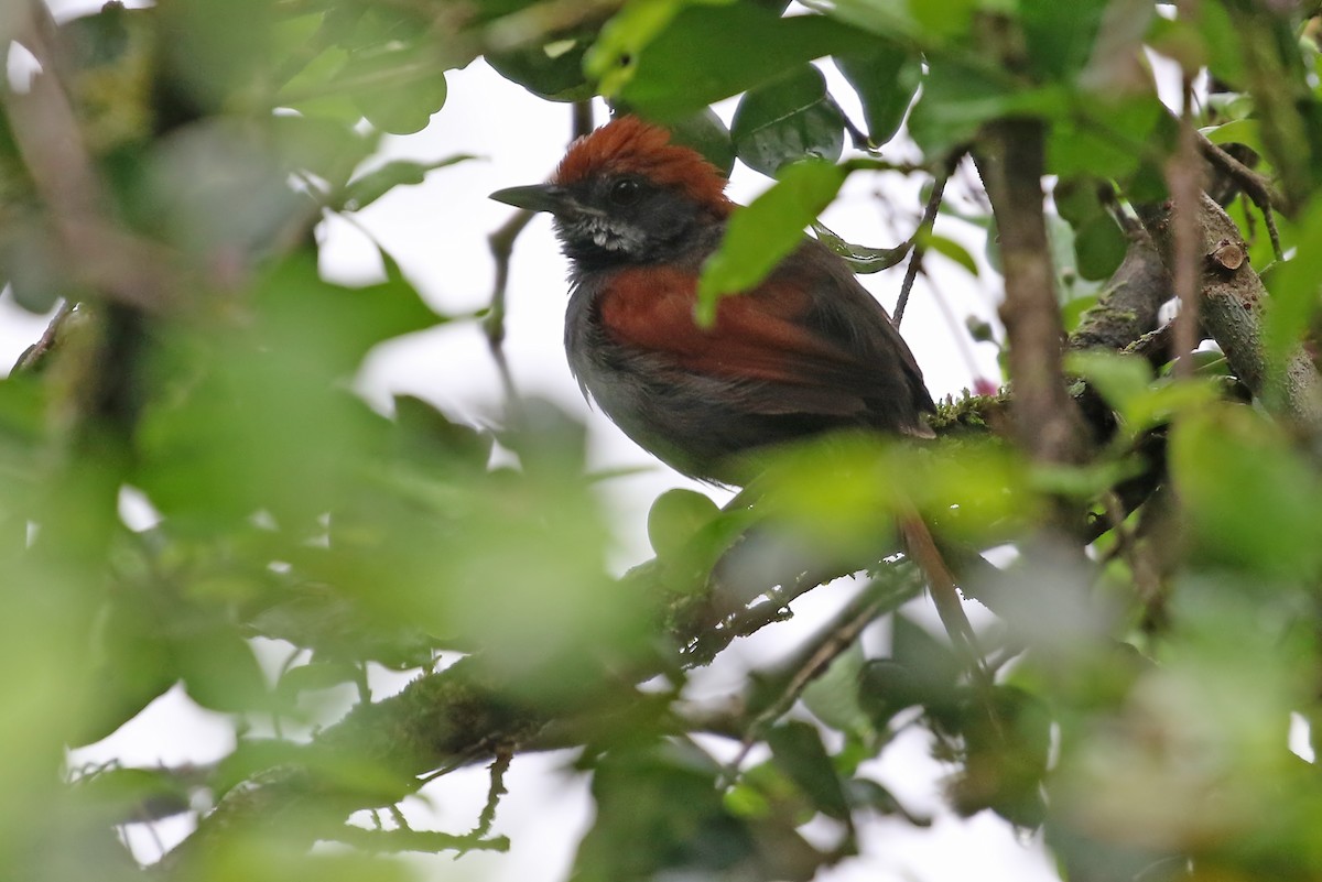 Pinto's Spinetail - ML483765501