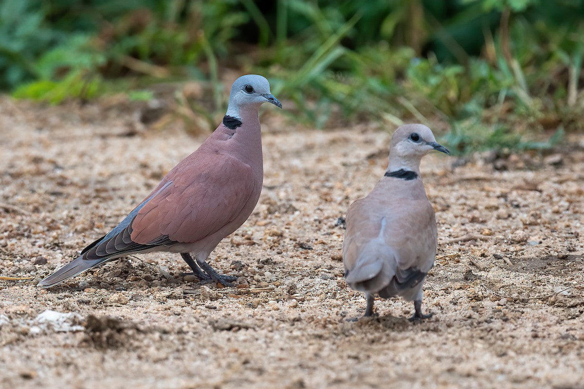 Red Collared-Dove - ML483773381