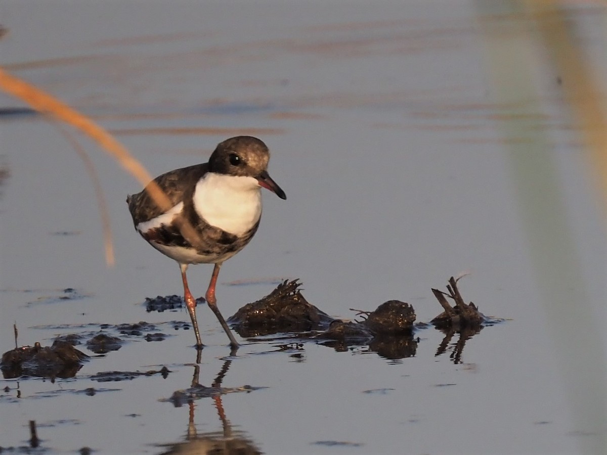 Red-kneed Dotterel - ML483774101