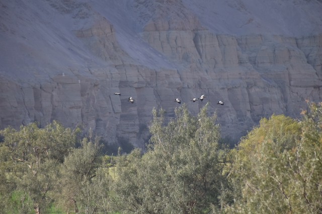 Birds in their habitat; Arica y Parinacota, Chile. - Andean Ibis - 