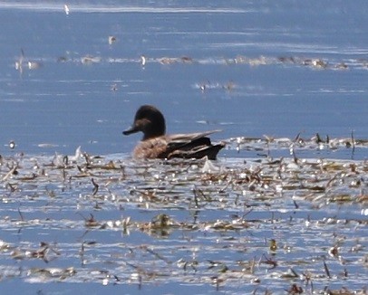 Green-winged Teal - ML483781291