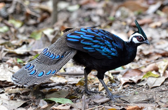 パラワンコクジャク Ebird