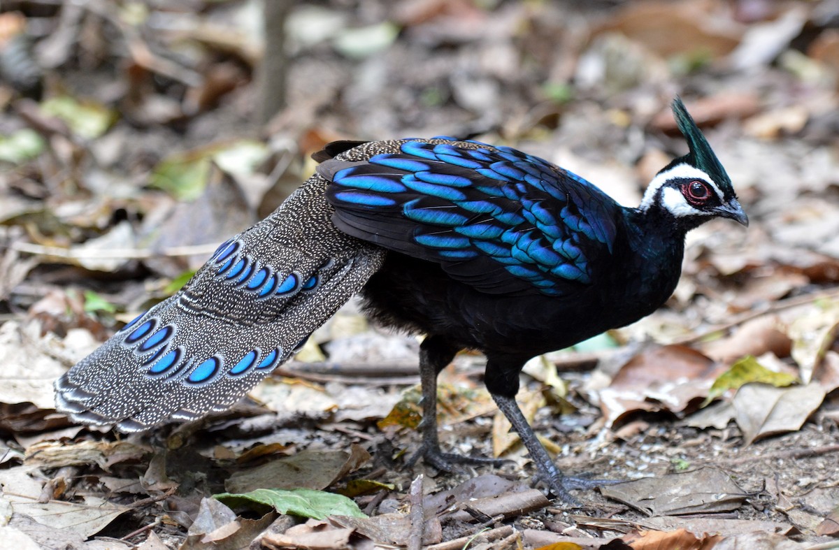 Palawan Peacock-Pheasant - Bruce Wedderburn