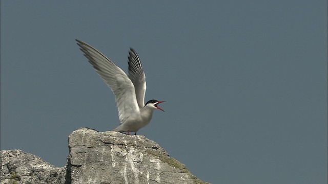 Common Tern - ML483787