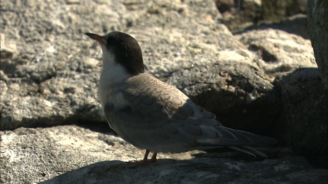 Common Tern - ML483788