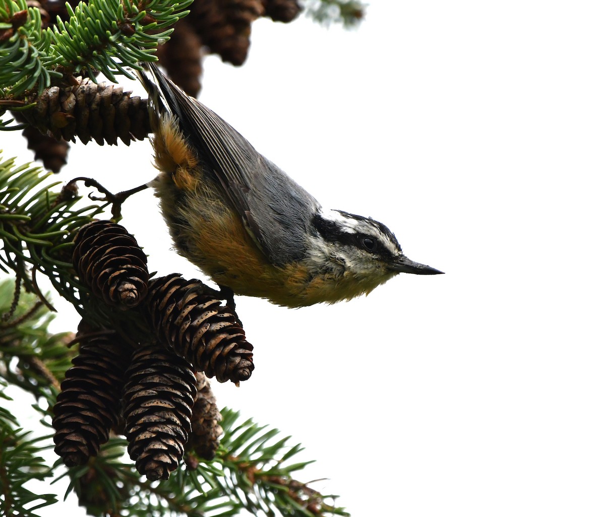 Red-breasted Nuthatch - ML483788641