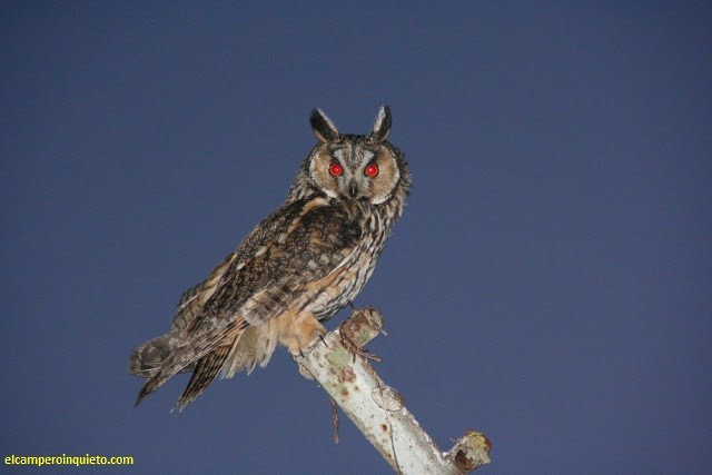Long-eared Owl - Ornitocampero Haritz Sarasa