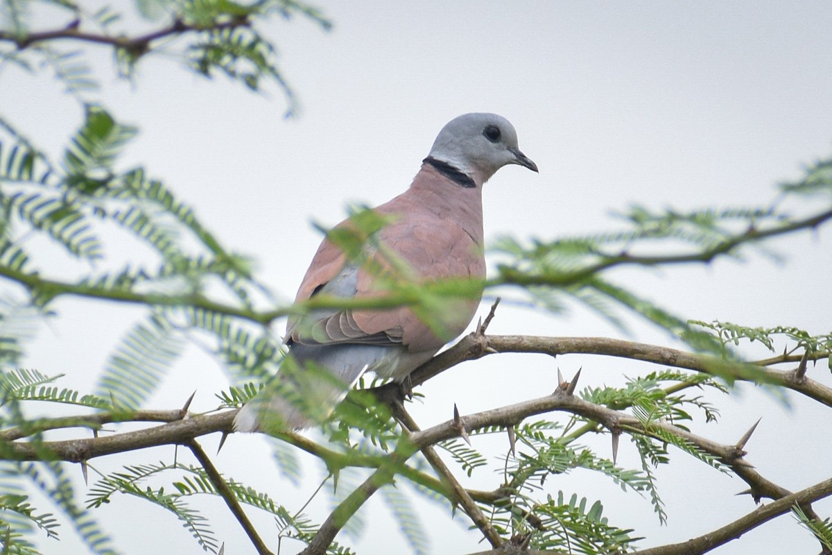 Red Collared-Dove - ML483793681