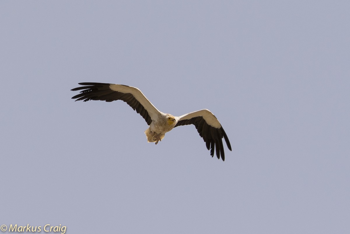 Egyptian Vulture - ML48379631