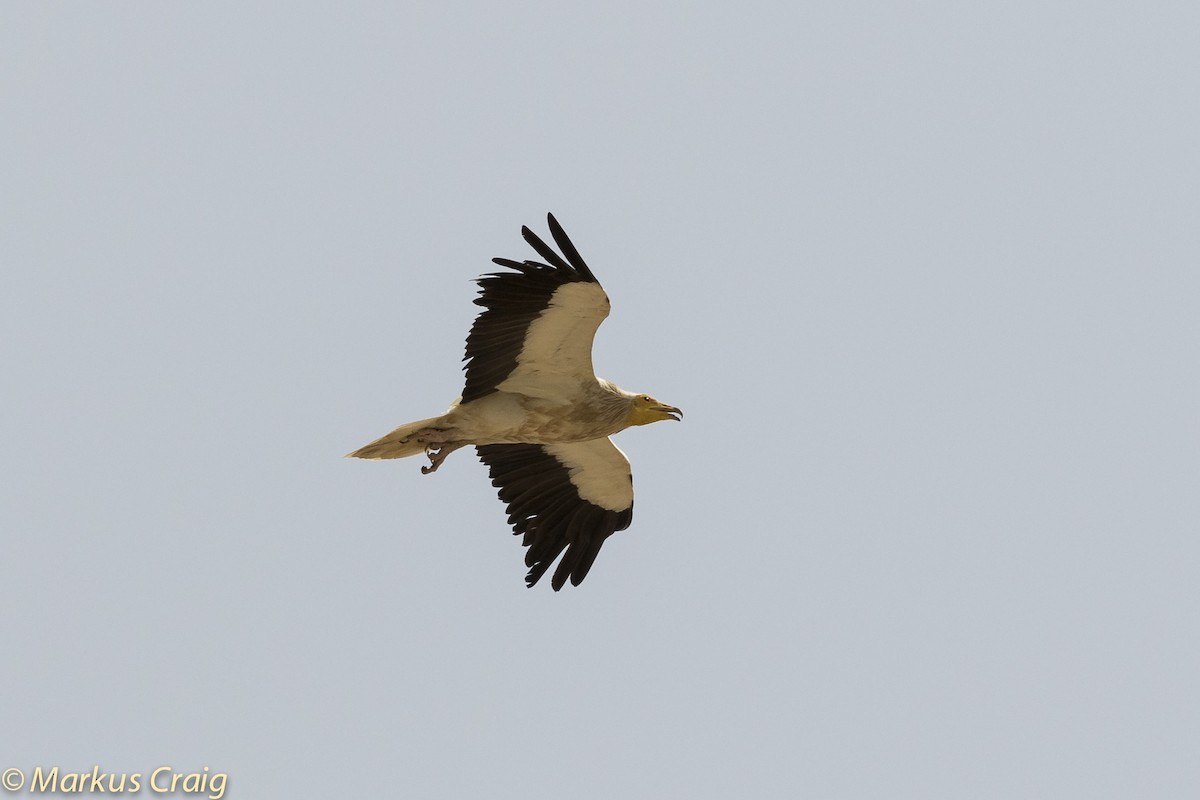Egyptian Vulture - ML48379651