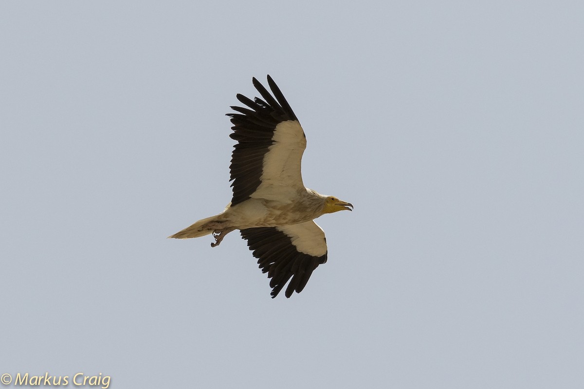 Egyptian Vulture - Markus Craig