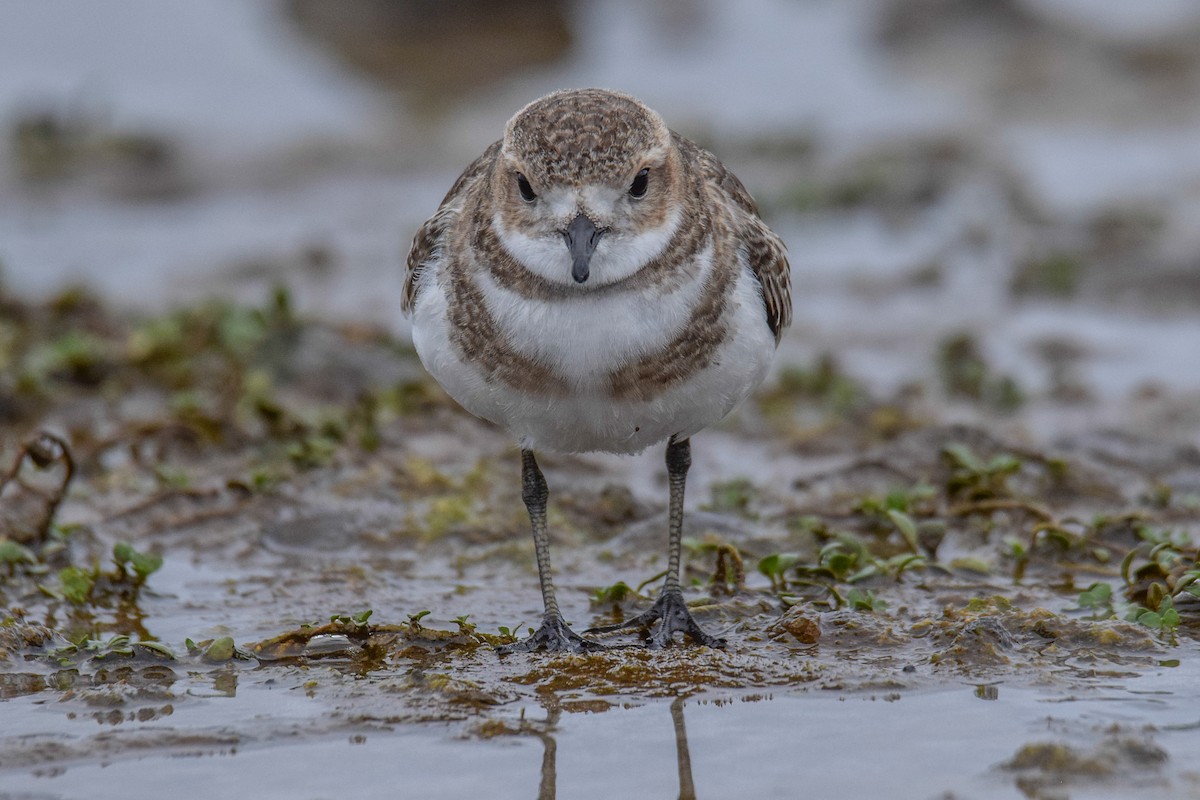 Two-banded Plover - ML483799341