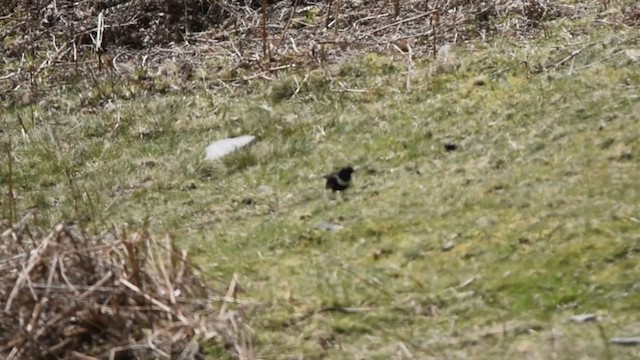 Ring Ouzel (Northern) - ML483803371