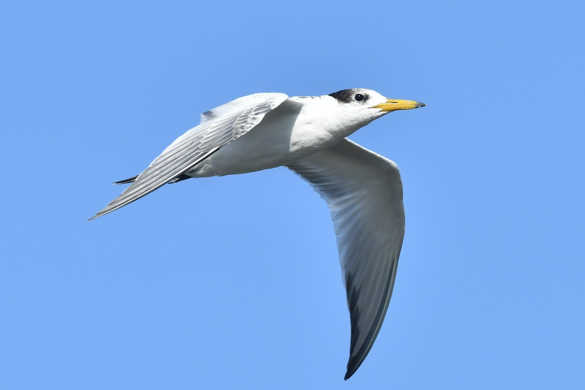 Chinese Crested Tern - ML483810851
