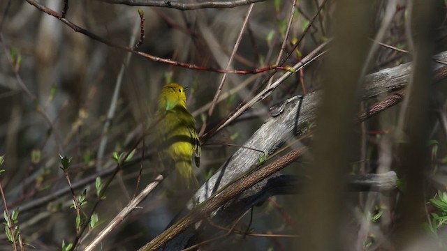 Yellow Warbler (Northern) - ML483814