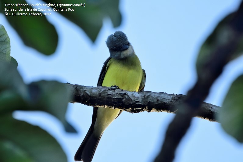Couch's Kingbird - Luis Guillermo