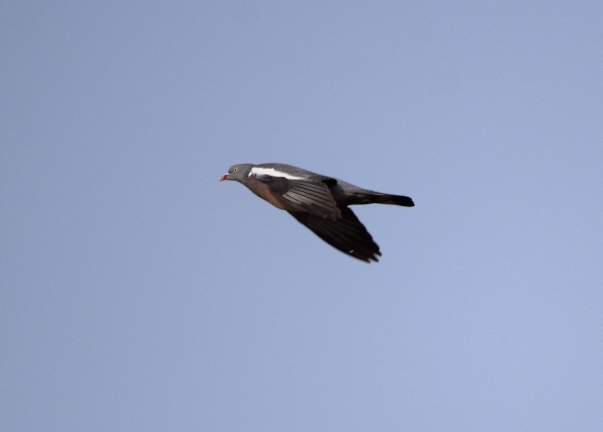 Common Wood-Pigeon (White-necked) - ML483816301