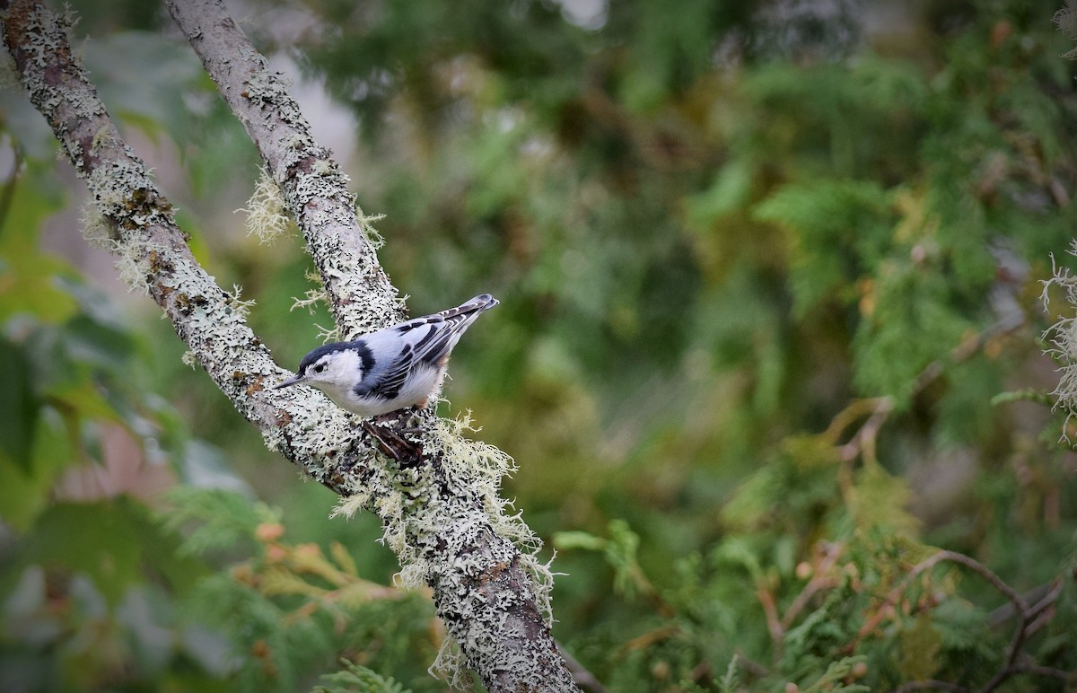 White-breasted Nuthatch - ML483816341