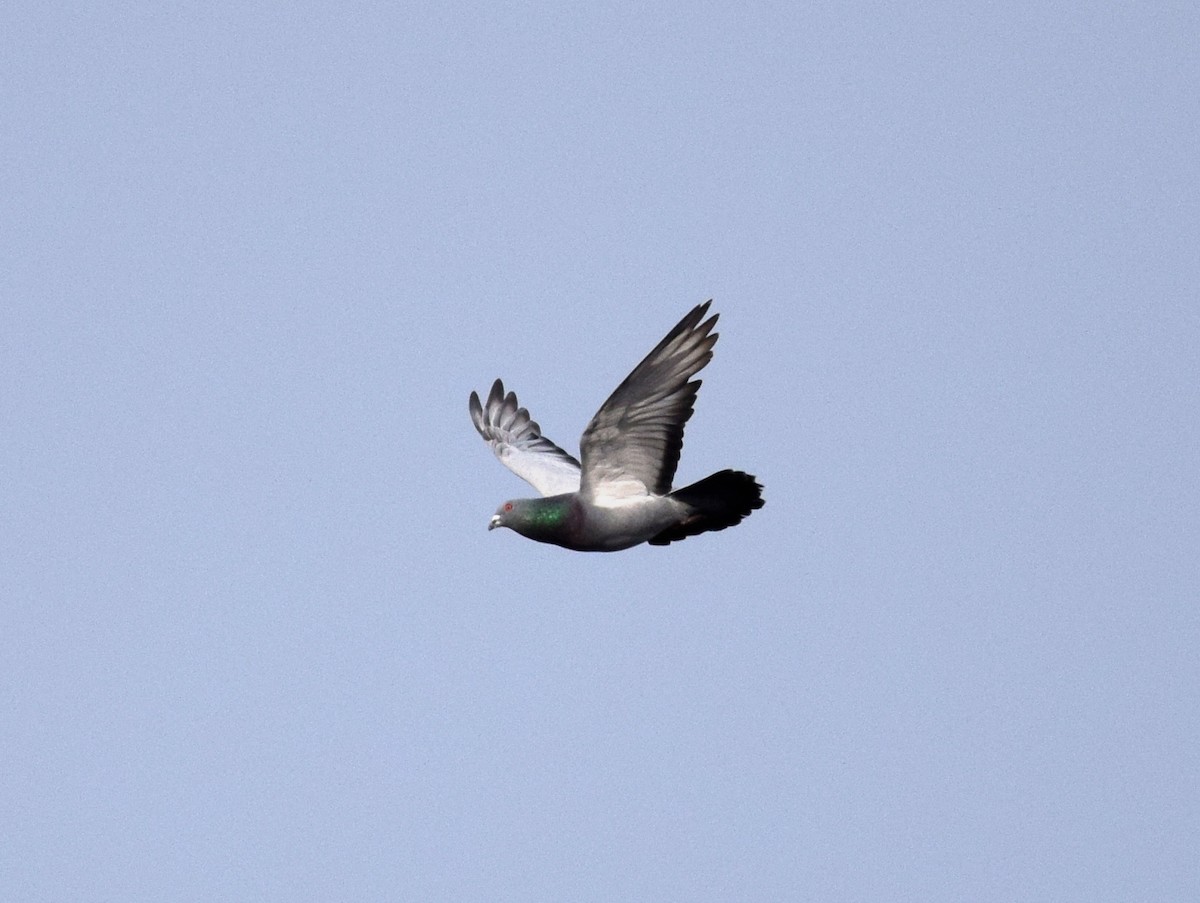 Rock Pigeon (Feral Pigeon) - ML483816571