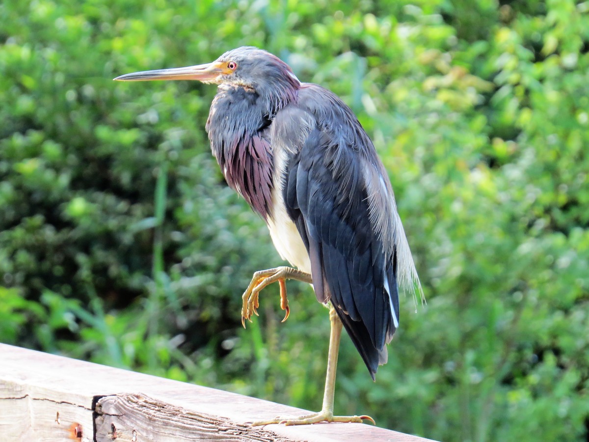 eBird Checklist 13 Sep 2022 Sawgrass Lake Park 24 species