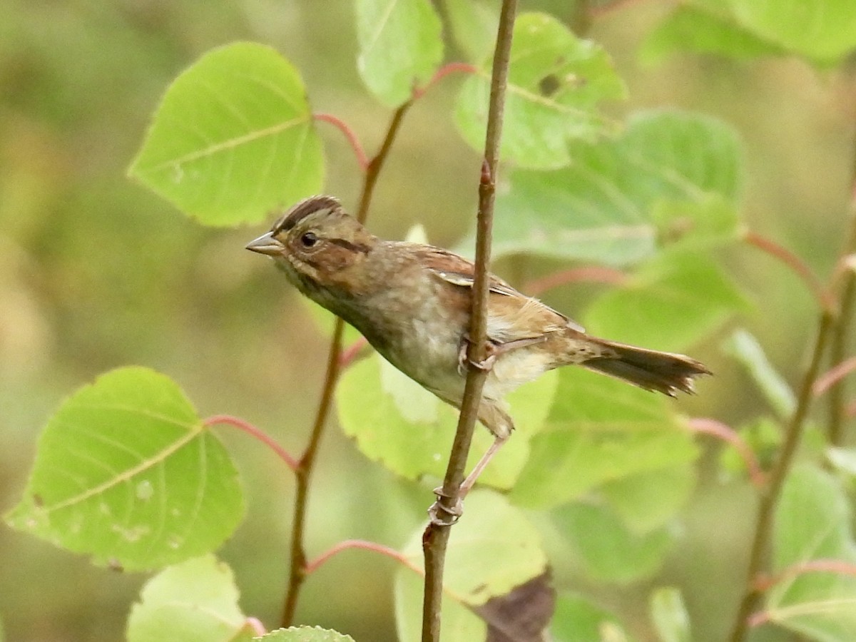 Swamp Sparrow - ML483824551