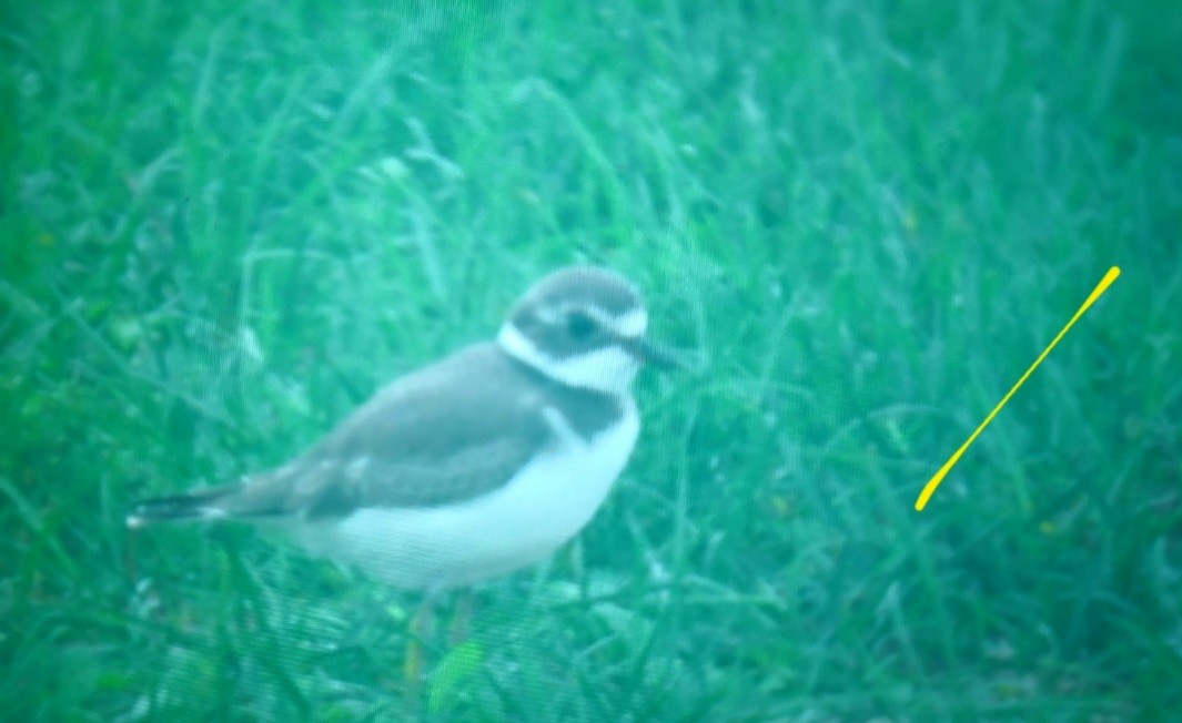 Semipalmated Plover - ML483825271