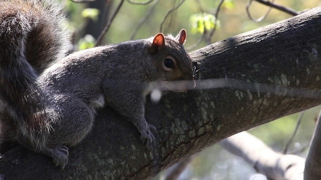 eastern gray squirrel - ML483828
