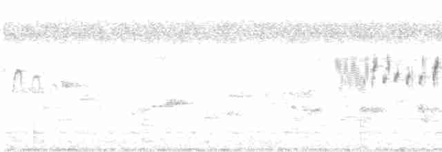 ニシヒメアマツバメ - ML483829731